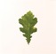 Overleaf