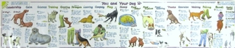 You and Your Dog