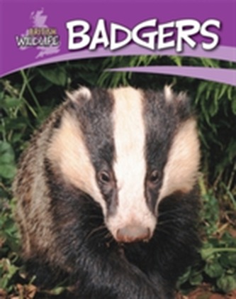 British Wildlife: Badgers