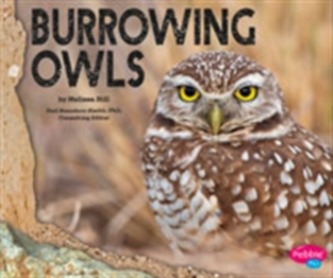 Burrowing Owls