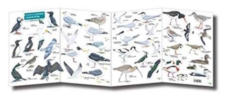 Guide to Summer Coastal Birds
