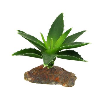 Lucky Reptile-Sukulenty Agave malé, cca 10 cm