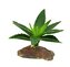Lucky Reptile-Sukulenty Agave malé, cca 10 cm