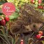 Patricia MacCarthy's Beautiful Babies - Wunderschöne Tierbabys 2026 - Original Flame Tree Publishing-Kalender [Kalender]
