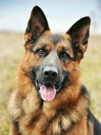 NORIMPEX Diamantové malování Německý ovčák 30x40cm