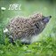 Igel 2026