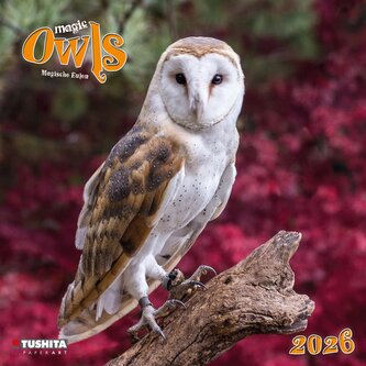 Magic Owls  2026