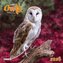 Magic Owls  2026