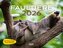Faultiere Kalender 2026 Wandkalender