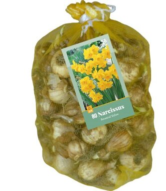 Síťka -  XXL - Narcis - Botanical Yellow ( 80 cibulí )