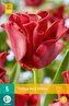 Karta - Tulipán - Red Dress (5 cibulí) "C"