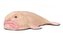 Blobfish