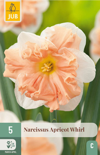 Karta - Narcis - Apricot Whirl (5 cibulí) "C+"