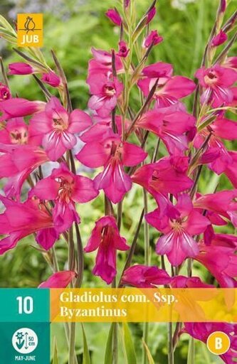 Karta - Mečík - Gladiolus Com. SSP. Byzantinus (10 cibulí) "B"