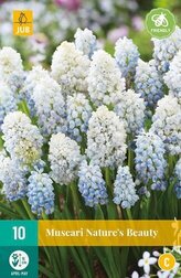 Karta - Modřenec - Muscari Nature´s Beauty (10 cibulí) "C"