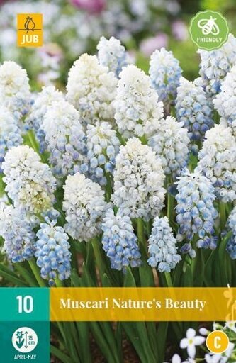 Karta - Modřenec - Muscari Nature´s Beauty (10 cibulí) "C"