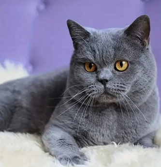 Diamantový obrázek britská kočka na gauči 30 x 40 cm