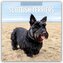 Scottish Terrier - Scotchterrier 2026 - 16-Monatskalender