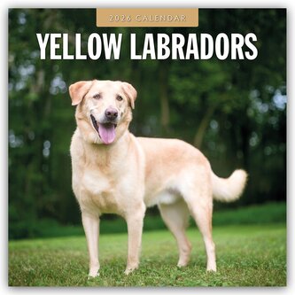 Yellow Labrador Retrievers - Gelber Labrador Retriever 2026 - 16-Monatskalender Yellow Labrador Retrievers - Gelber Labrador Retriever 2026 - 16-Monatskalender