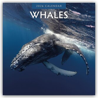Whales - Wale 2026 - 16-Monatskalender Whales - Wale 2026 - 16-Monatskalender
