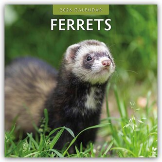 Ferrets - Frettchen 2026 - 16-Monatskalender