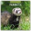 Ferrets - Frettchen 2026 - 16-Monatskalender