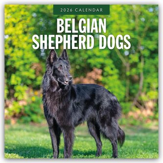 Belgian Shepherd - Belgischer Schäferhund 2026 - 16-Monatskalender