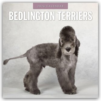 Bedlington Terrier - Bedlington Terriers 2026 - 16-Monatskalender