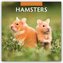 Hamsters - Hamster 2026 - 16-Monatskalender