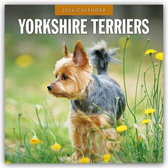 Yorkshire Terriers - Yorkshire Terrier 2026 - 16-Monatskalender