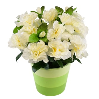 Azalka krémová v keramickém květináči 25×25 cm