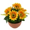 Sluněčníce 7 květů v terakotové misce Ø24/26 cm