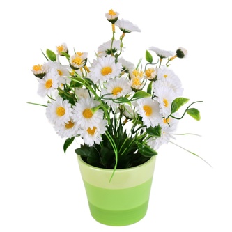 Kopretiny bílé 34 květů v keramickém květináči  30x25 cm