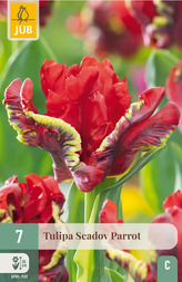Karta - Tulipán - Seadov Parrot (7 cibulí) "C+"