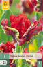 Karta - Tulipán - Seadov Parrot (7 cibulí) "C+"