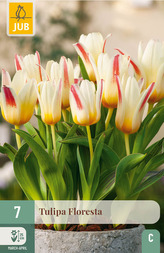 Karta - Tulipán - Floresta (7 cibulí) "C"