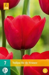 Karta - Tulipán - Ile de France (7 cibulí) "C+"