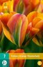 Karta - Tulipán - Orange Marmelade (7 cibulí) "C"