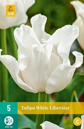 Karta - Tulipán - White Liberstar (5 cibulí) "C+"