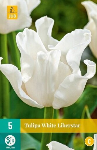 Karta - Tulipán - White Liberstar (5 cibulí) "C+"