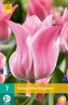 Karta - Tulipán - Miss Elegance (7 cibulí) "C+"