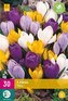 Karta XXL - Krokus - Large Flowering Mix ( 30 cibulí ) "E"