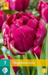 Karta - Tulipán - Roayal Acres (7 cibulí) "C"