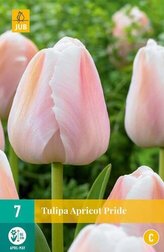 Karta - Tulipán - Apricot Pride (7 cibulí) "C"