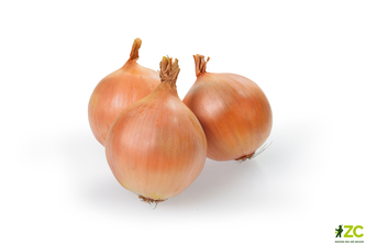 Sazečka - Augusta ozimá 250 g (7-14 mm) /cena bez slev/