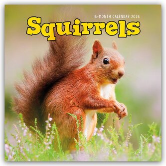 Squirrels - Eichhörnchen 2026 - Wand-Kalender