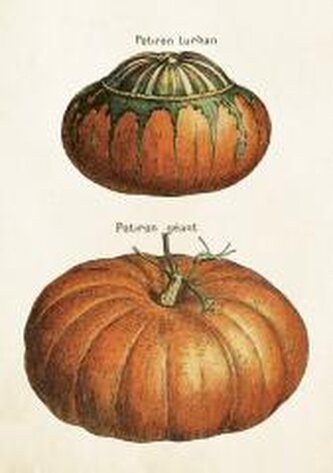 Karnet ST515 B6 + koperta Dynie