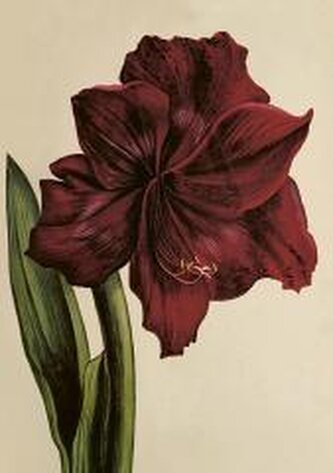 Karnet ST515 B6 + koperta Amarylis