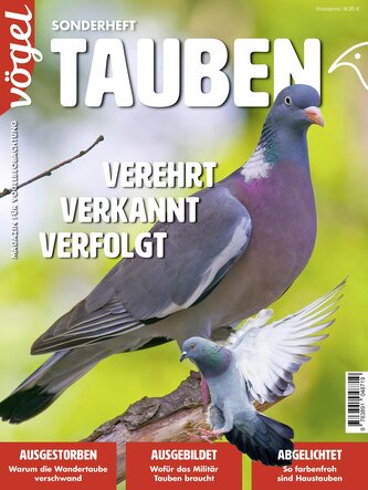 Tauben Tauben