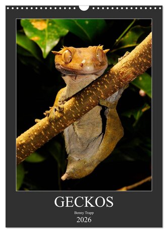 GECKOS (Wandkalender 2026 DIN A3 hoch), CALVENDO Monatskalender